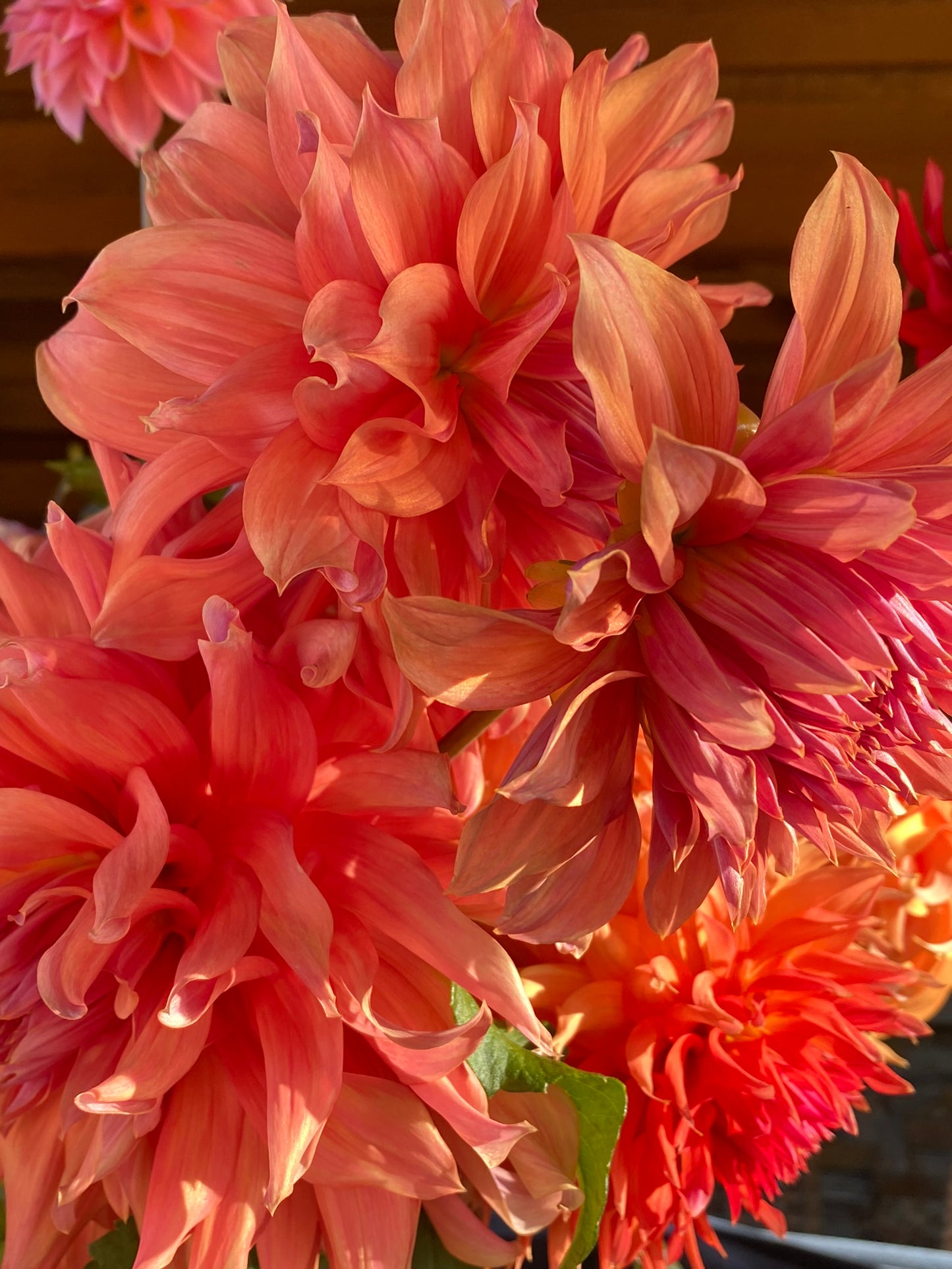 Belle of Barmera Dahlia Tuber