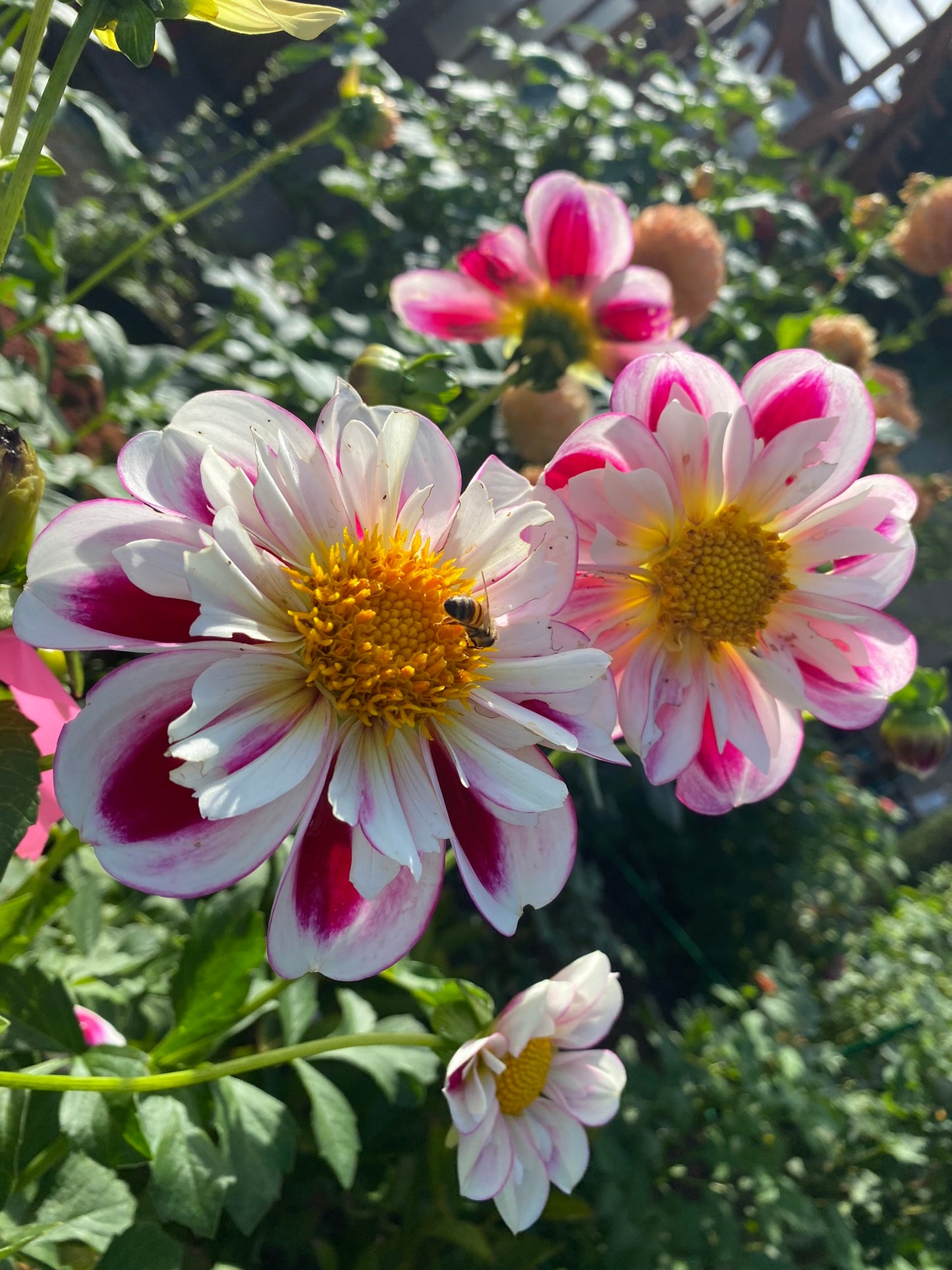 Bumble Rumble Dahlia Tuber
