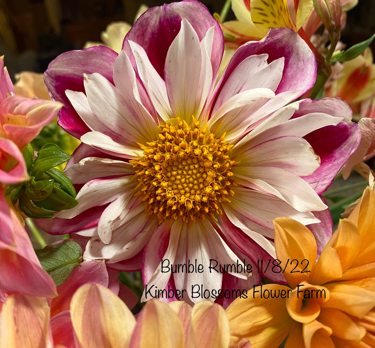 Bumble Rumble Dahlia Tuber