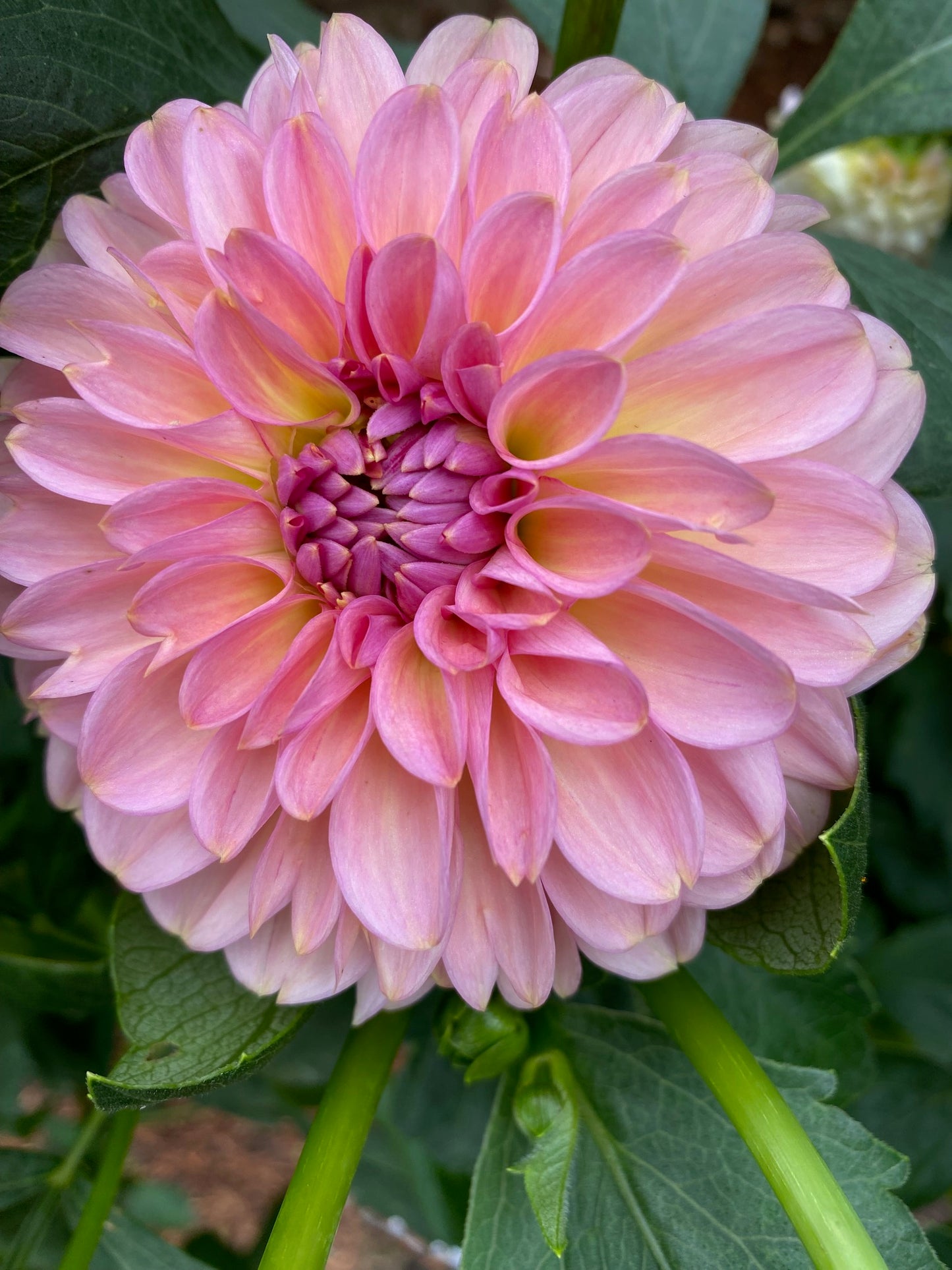 Cupcake Dahlia Tuber