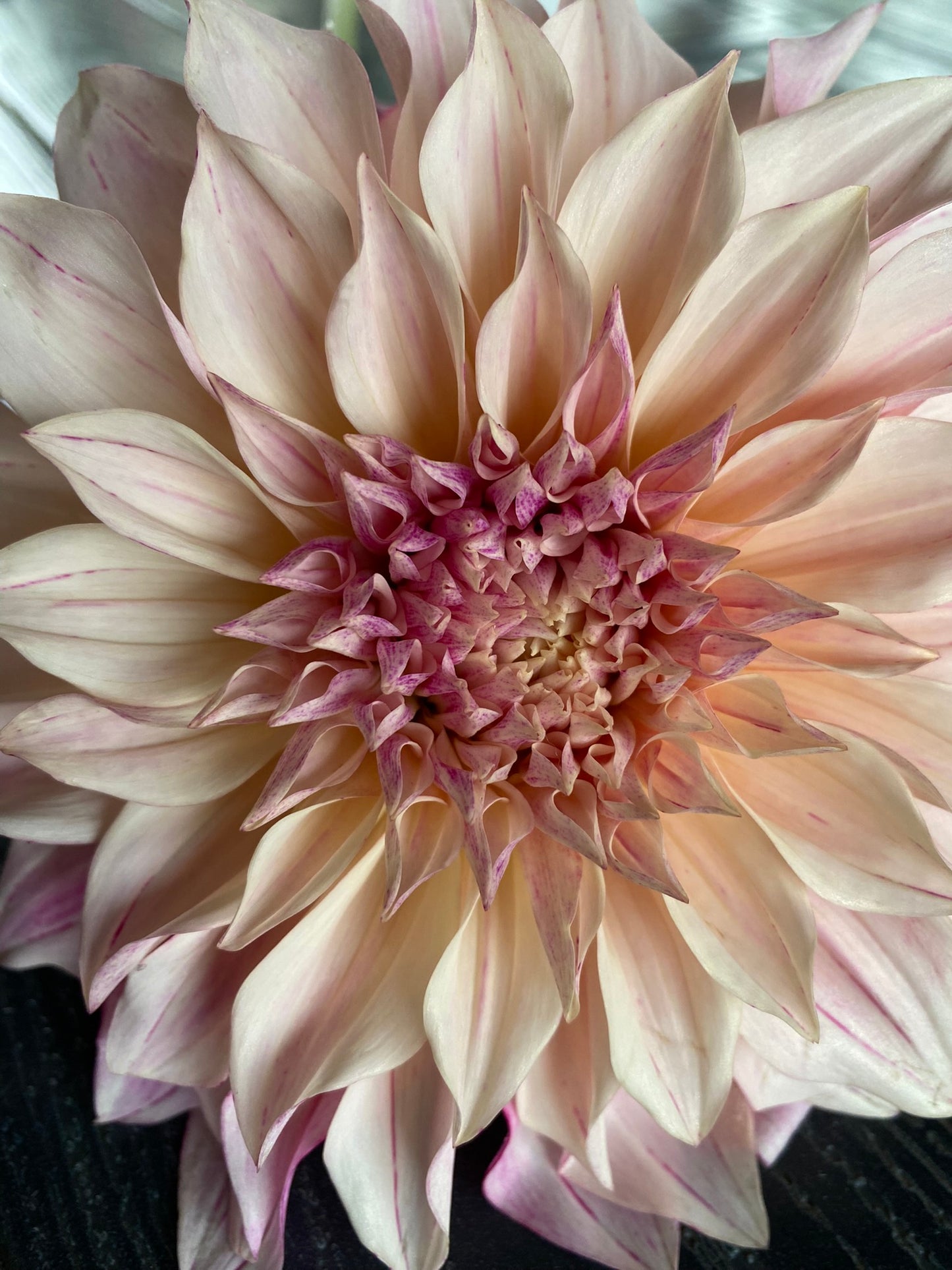 Cafe au Lait Dahlia Tuber