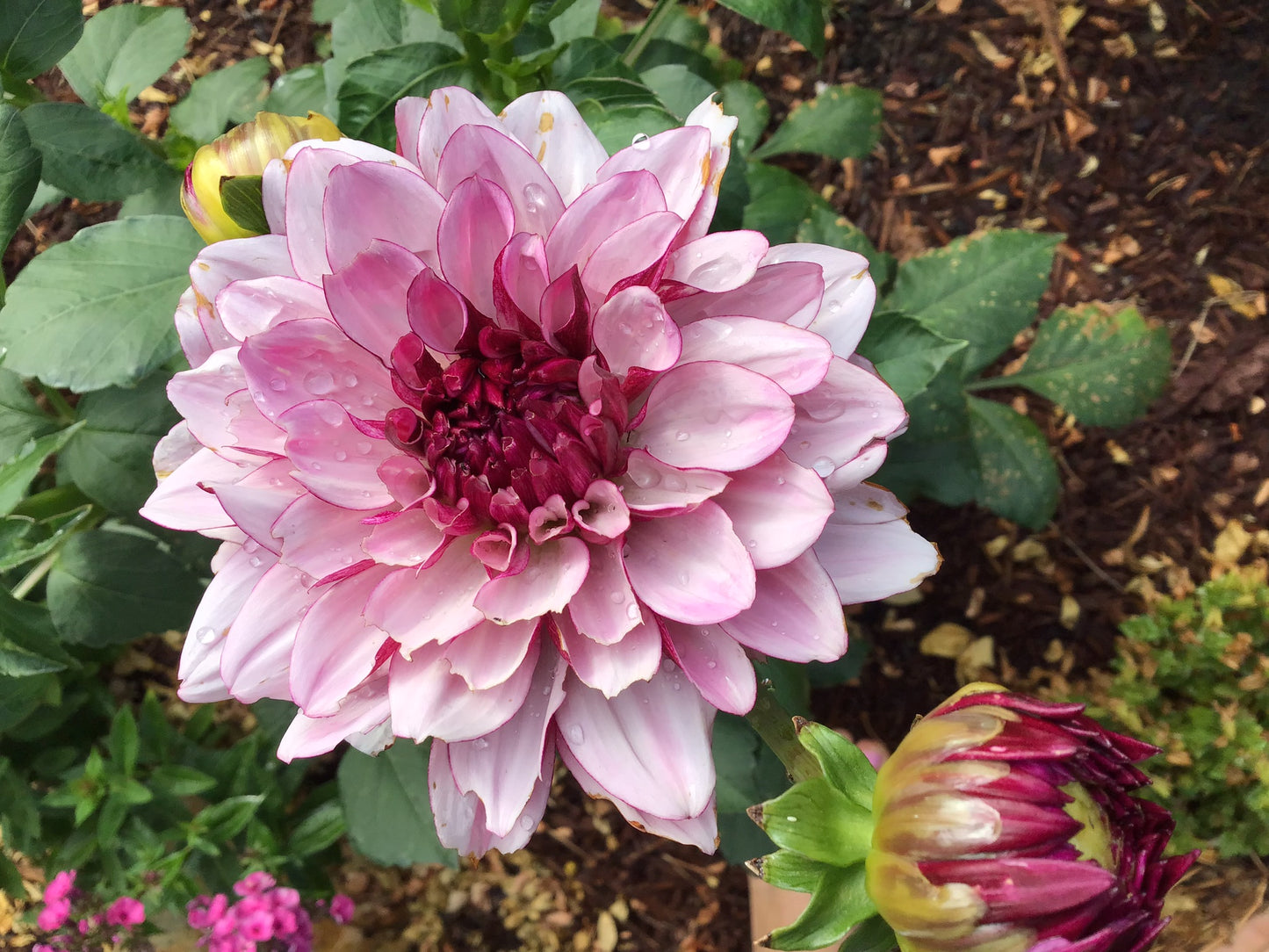 Creme de Cassis Dahlia Tuber