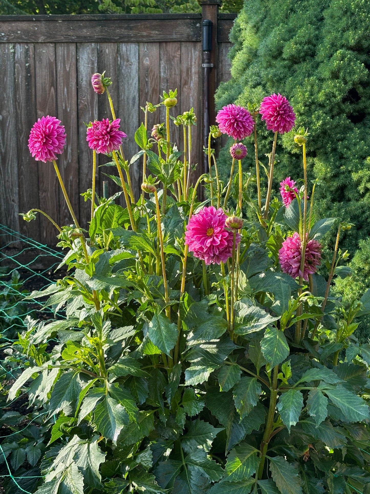 Hollyhill Bill M. Dahlia Tuber