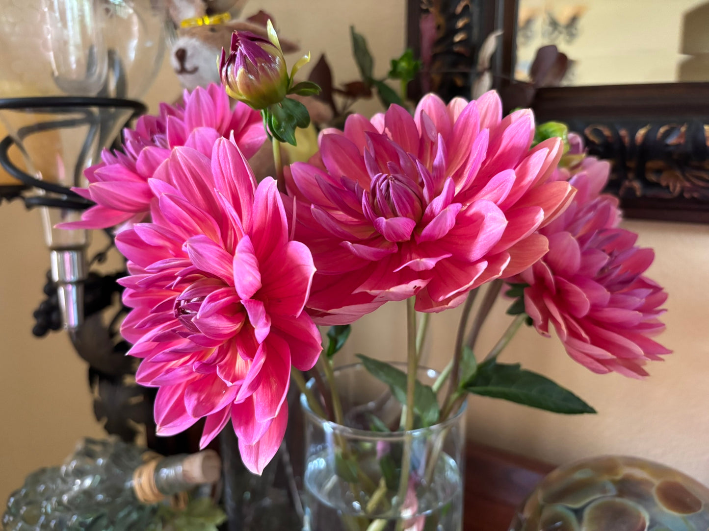 Hollyhill Daydream Dahlia Tuber