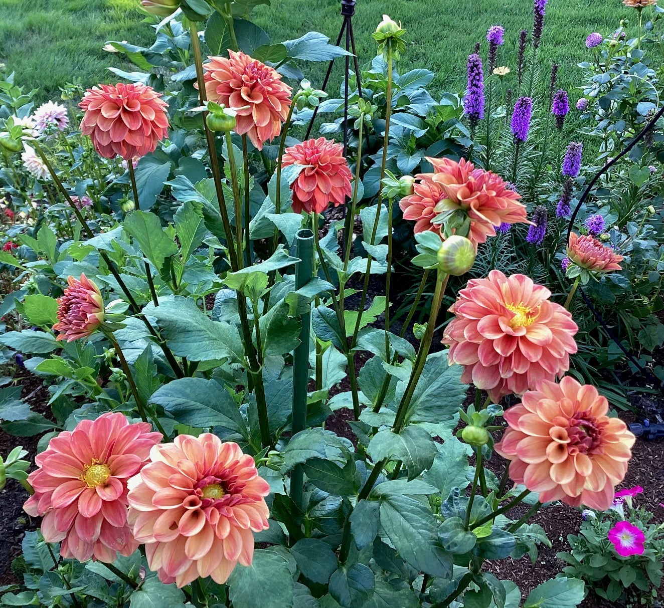 Ice Tea Dahlia Tuber