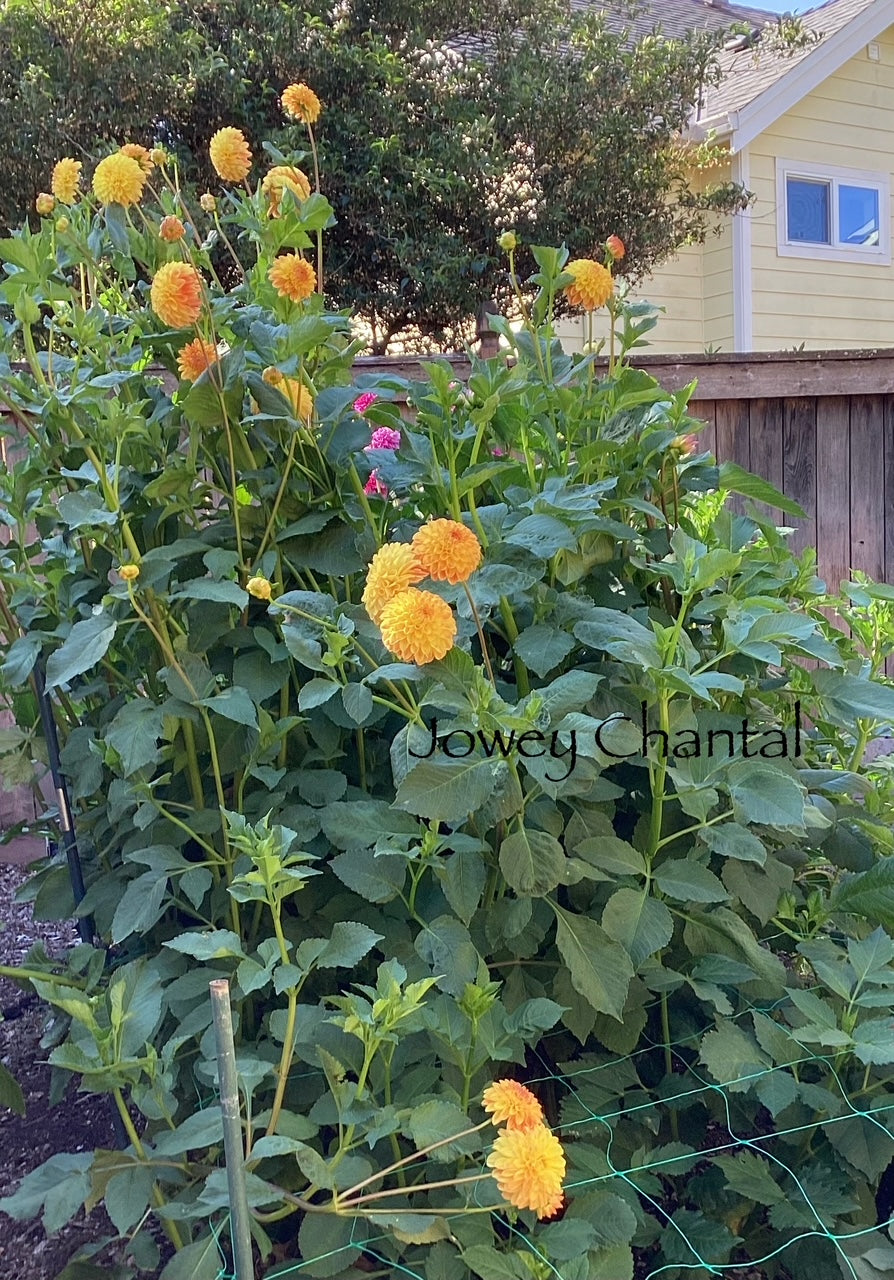 Jowey Chantal Dahlia Tuber