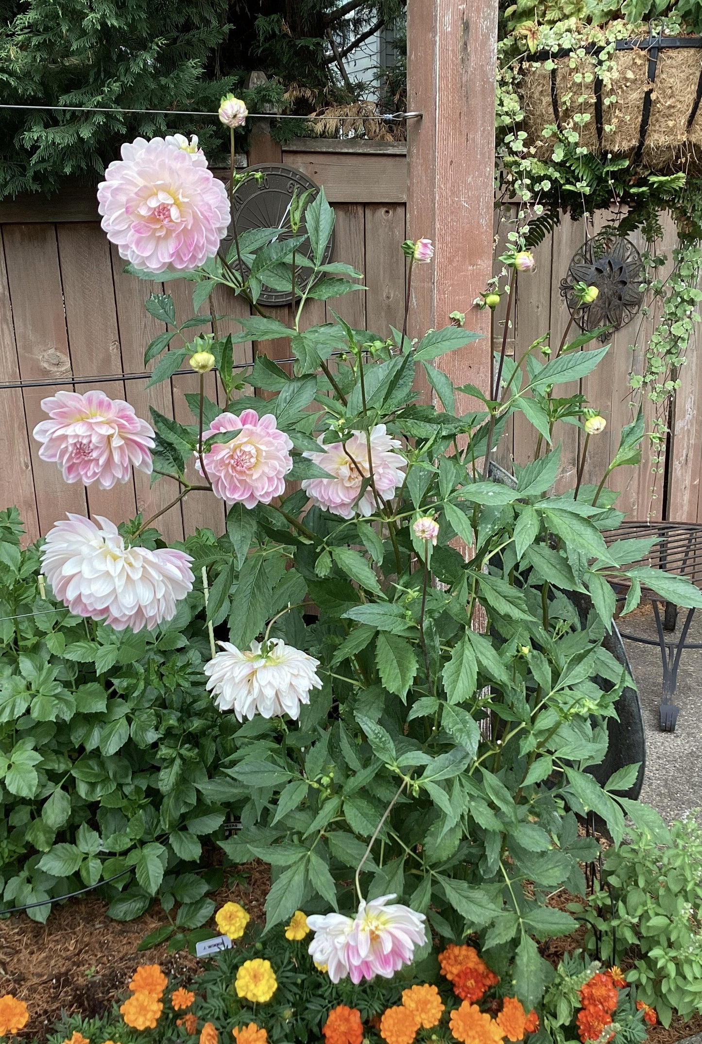 Kelgai Ann Dahlia Tuber