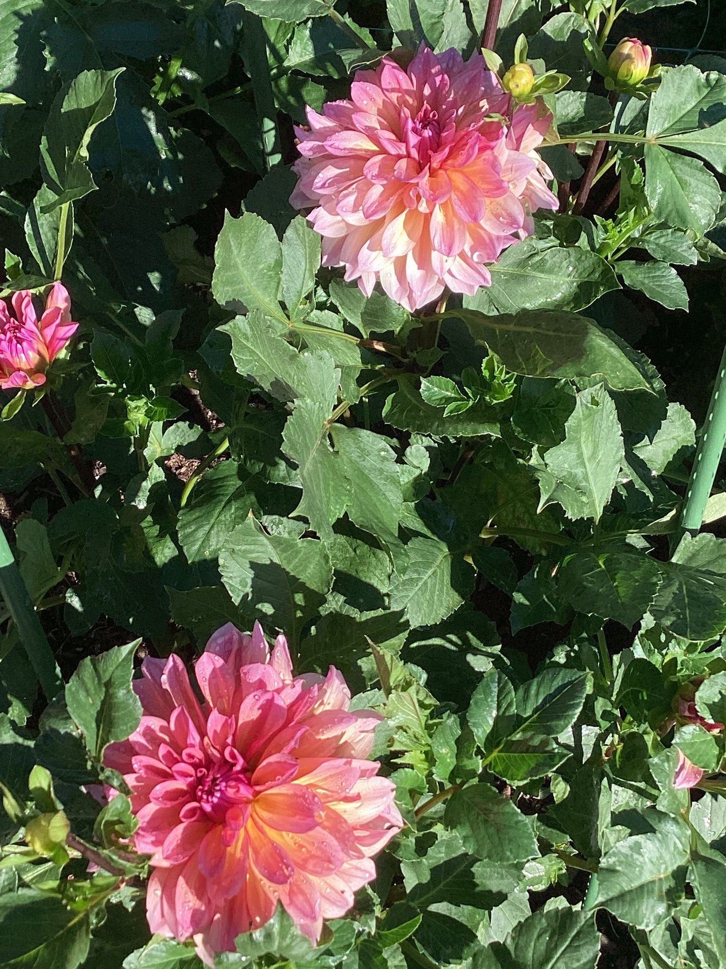 Lahaina Love Dahlia Tuber