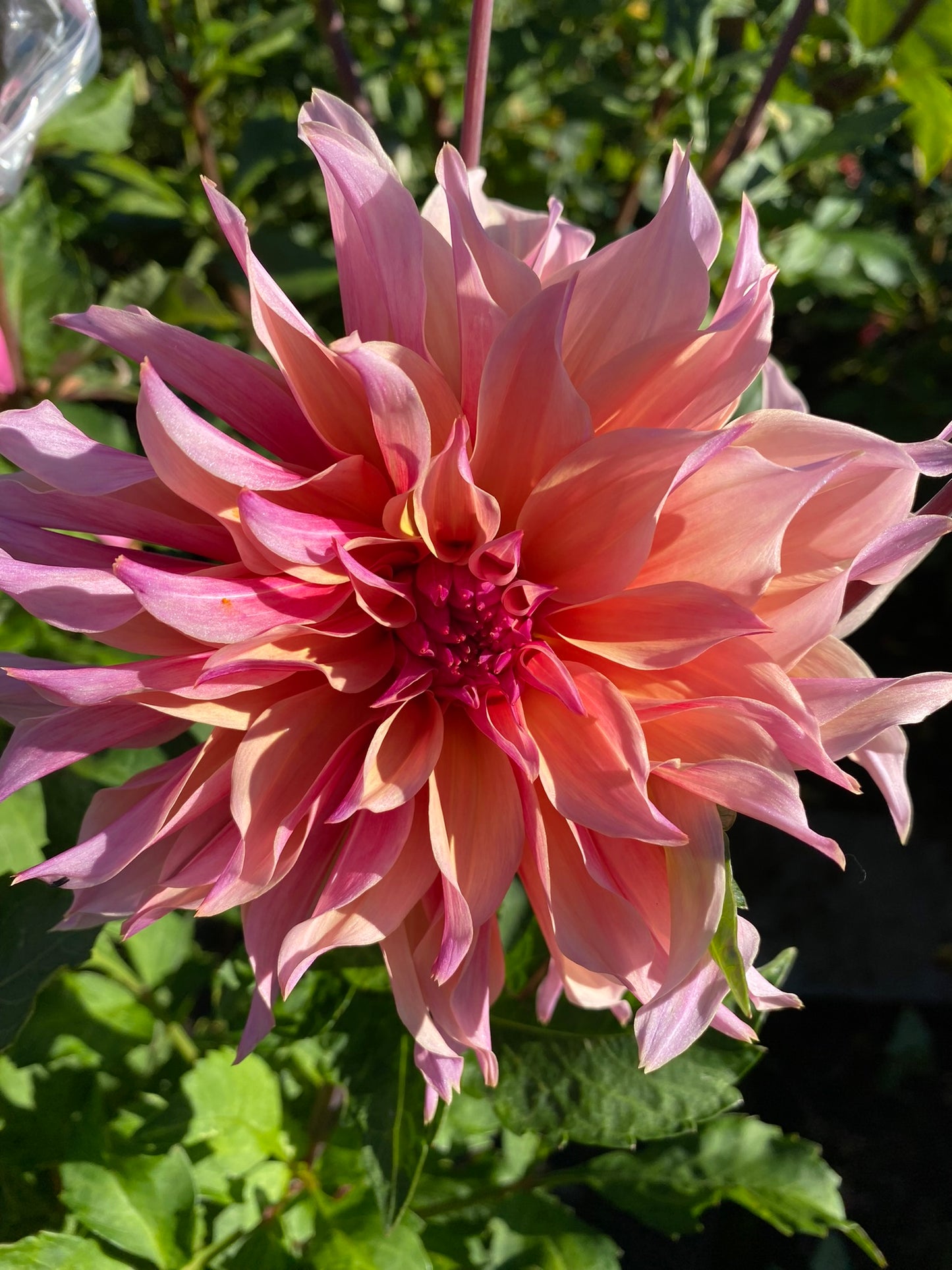Labyrinth Dahlia Tuber