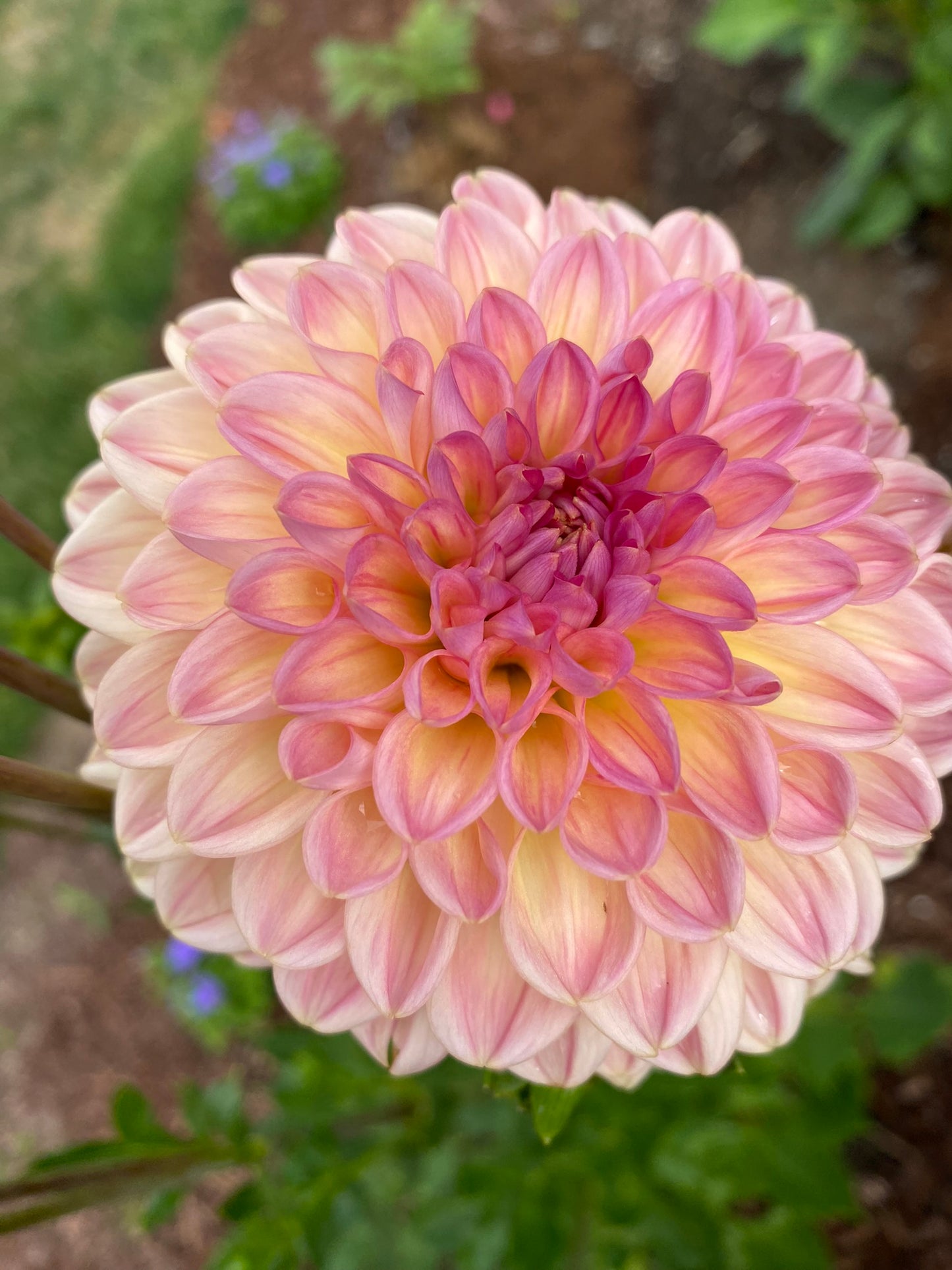 Lark's Ebbe Dahlia Tuber