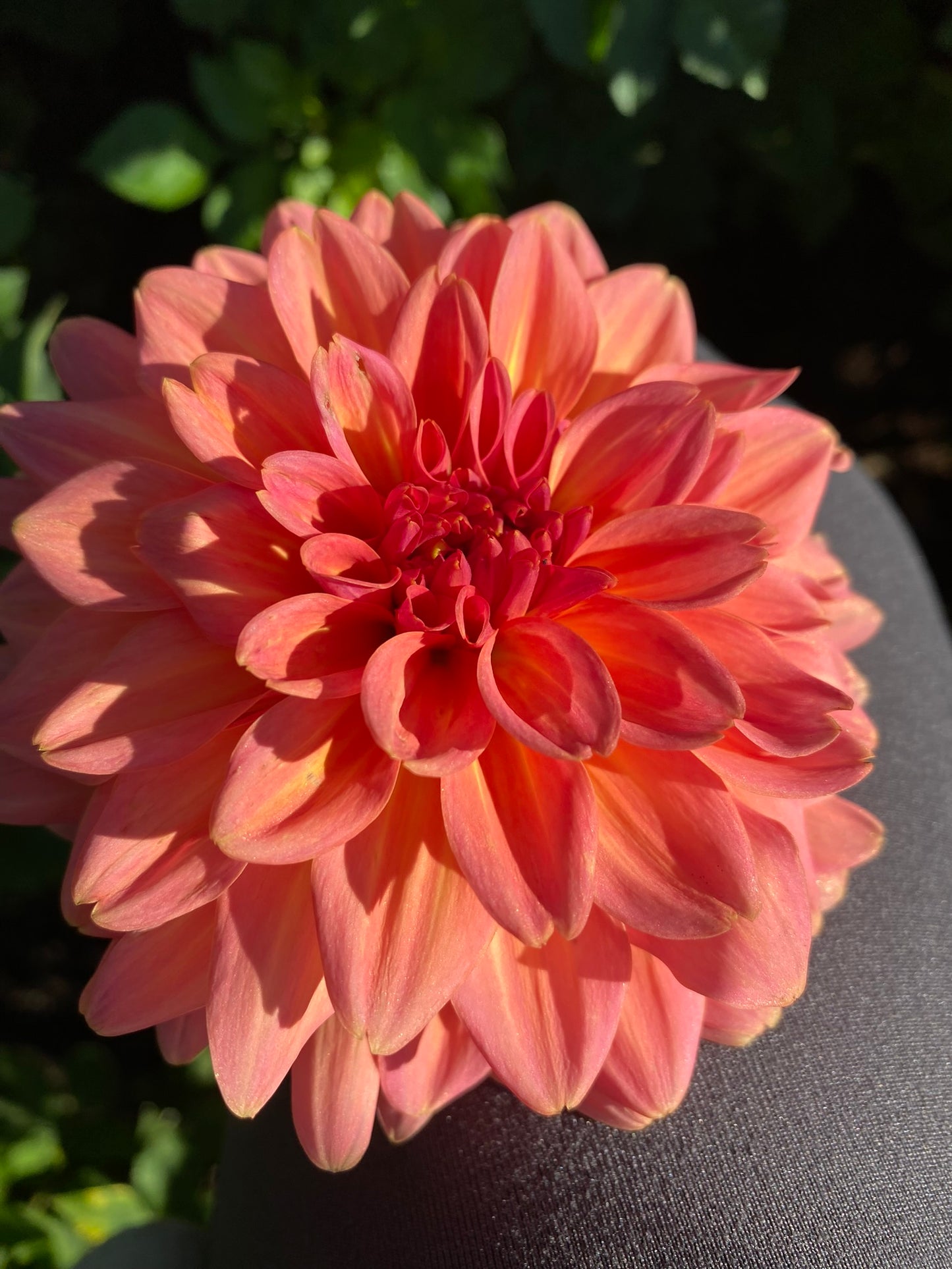 A la Mode Dahlia Tuber