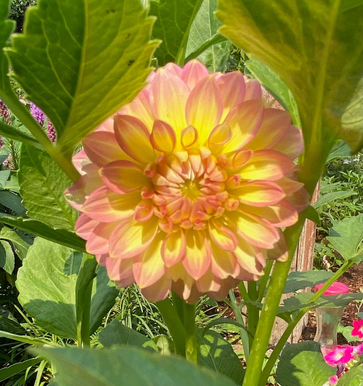 Oreti Adele Dahlia Tuber