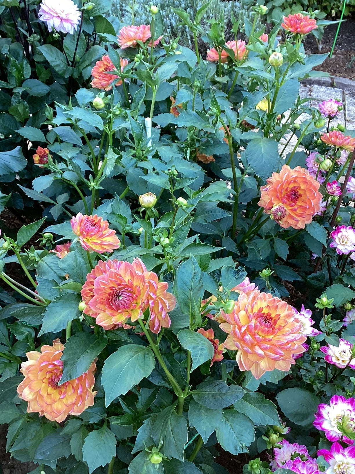 Pam Howden Dahlia Tuber