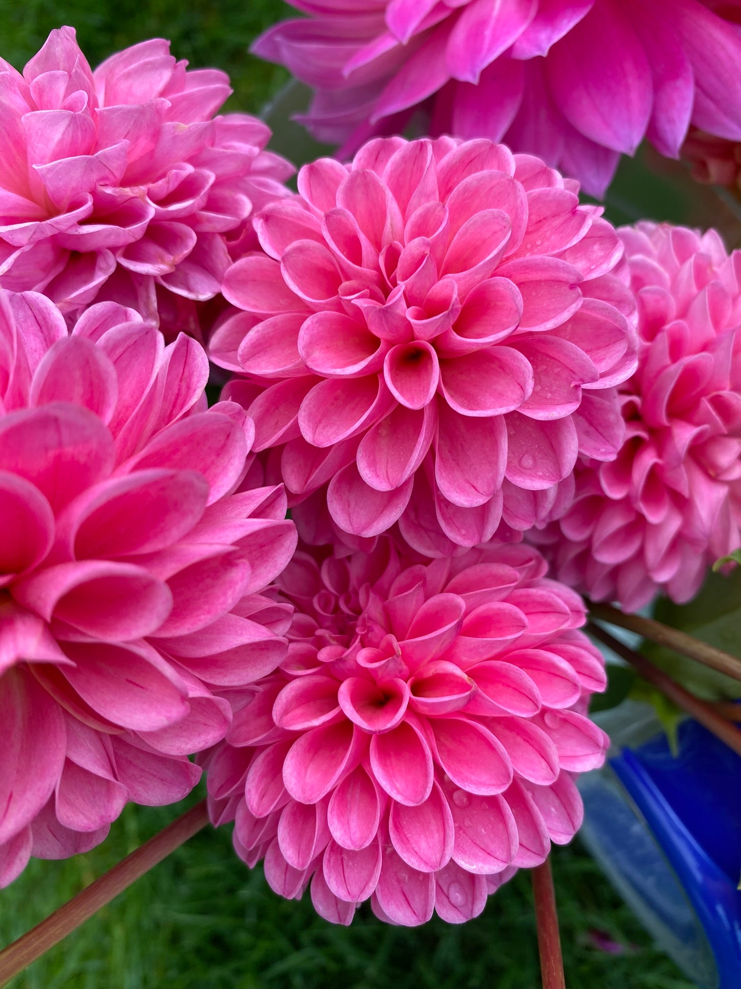 Rebecca Lynn Dahlia Tuber