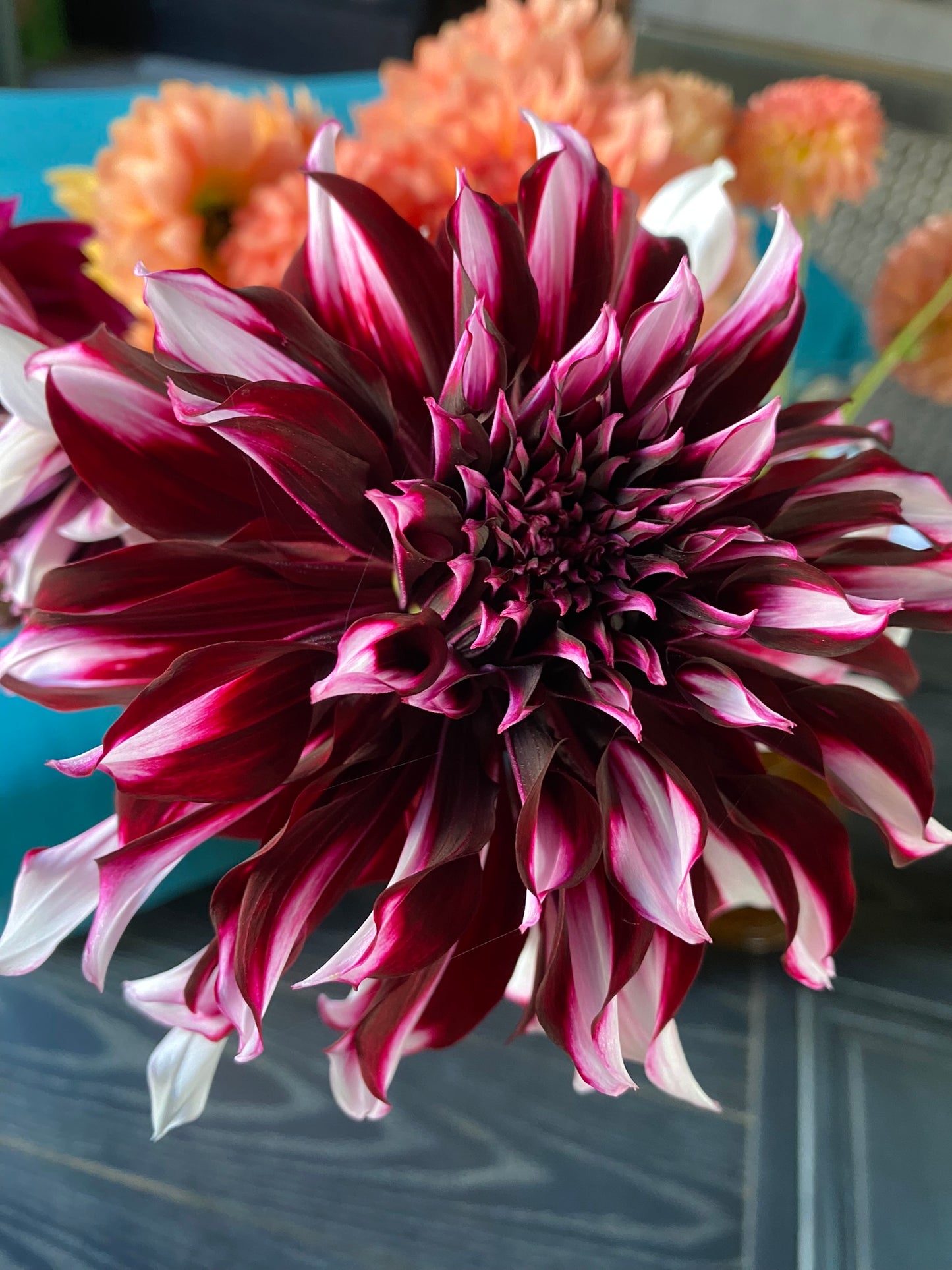 Tartan Dahlia Tuber