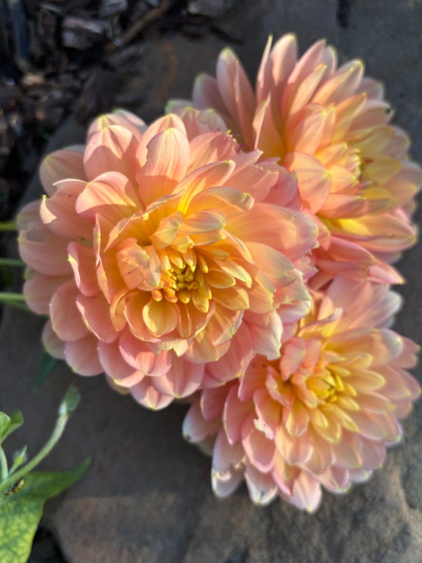 Wildwood Marie Tuber