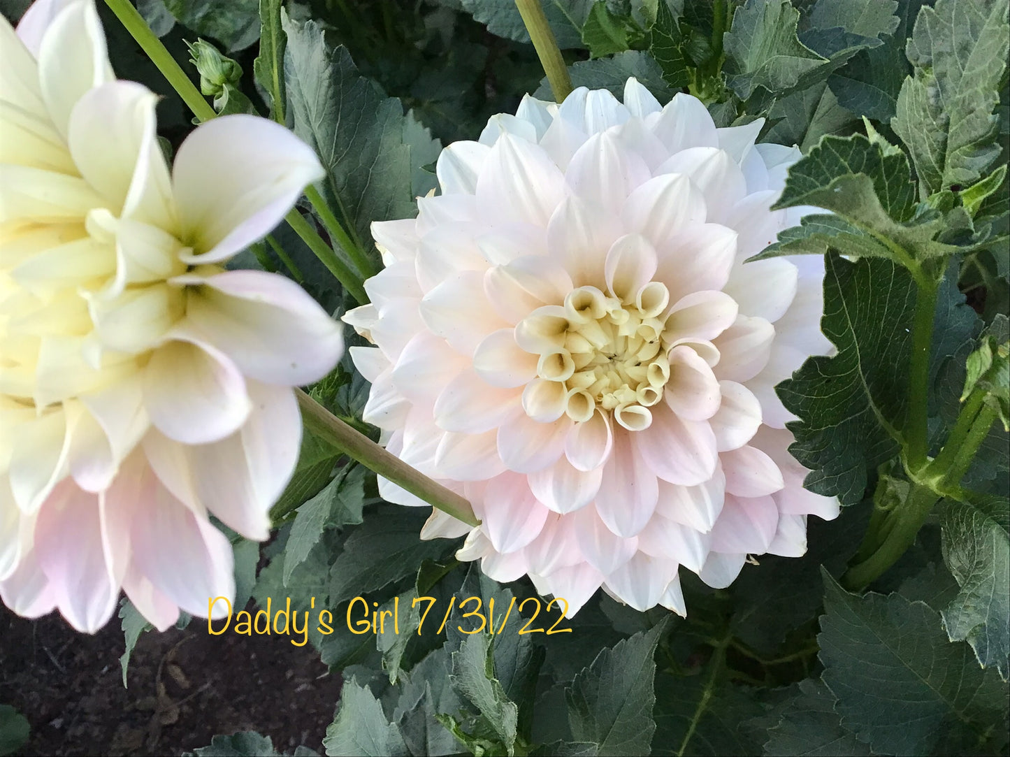 Daddy's Girl Dahlia Tuber