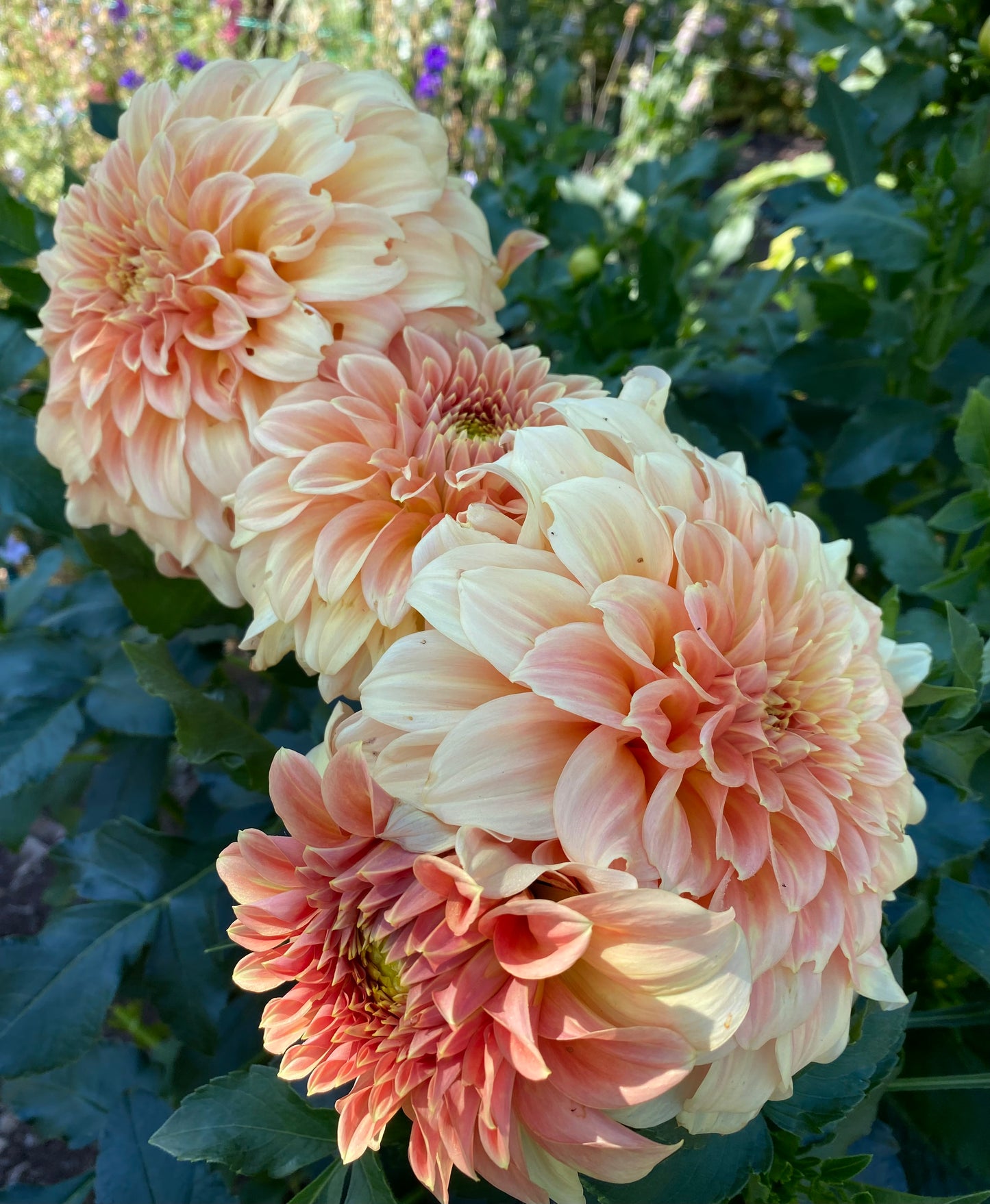 Bracken Sarah Dahlia Tuber