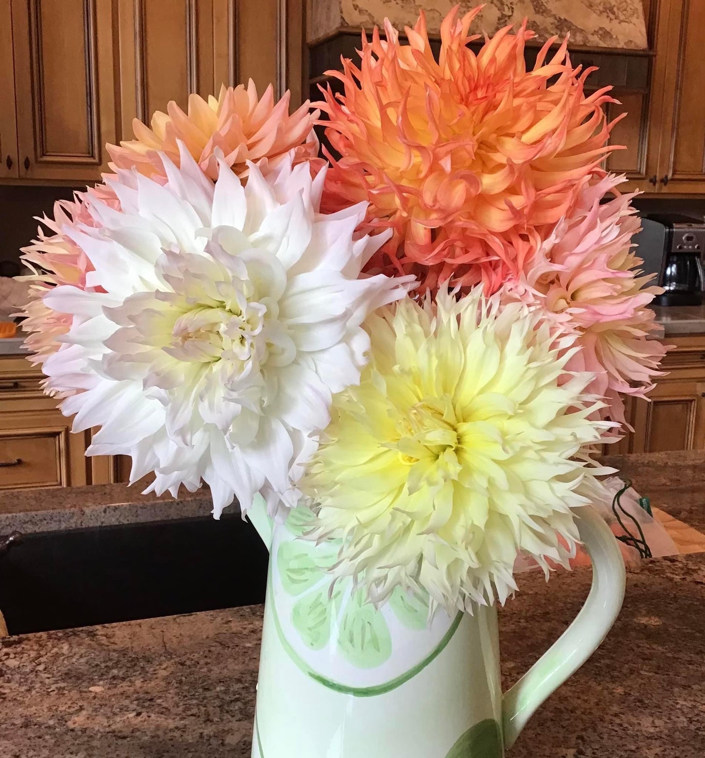 Citron du Cap Dahlia Tuber