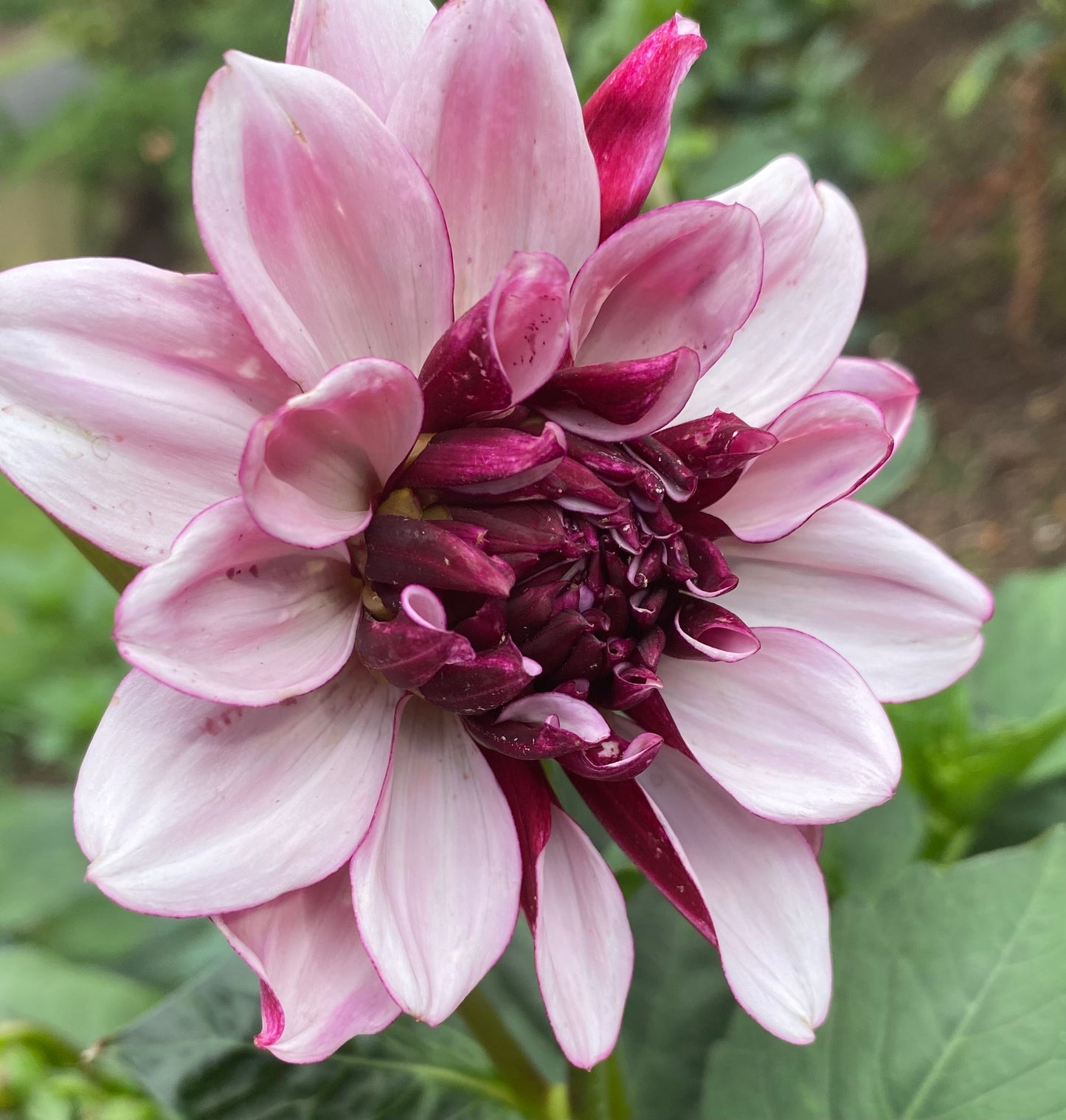 Creme de Cassis Dahlia Tuber