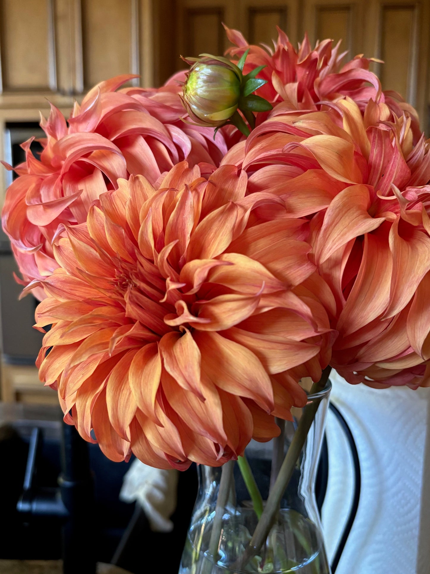 Bloomquist Jean Dahlia Tuber