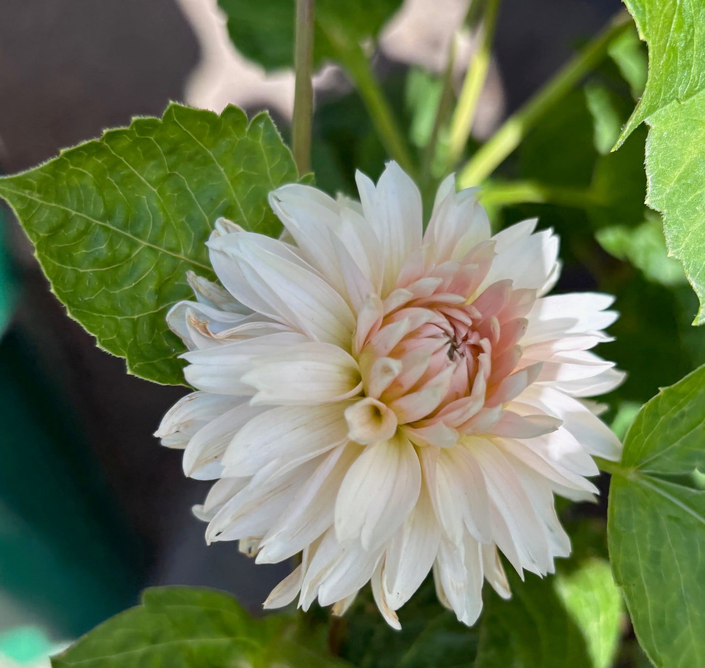 Budapest Blush Dahlia Tuber