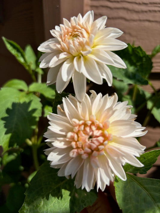 Budapest Blush Dahlia Tuber