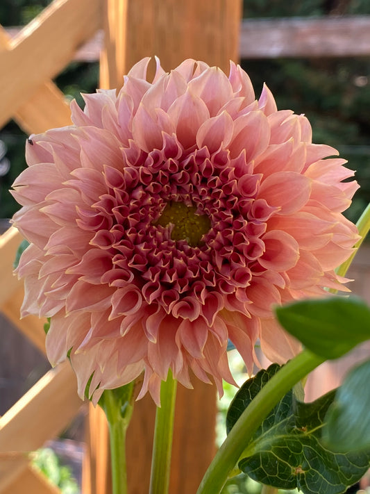 Coral Sea Dahlia Tuber