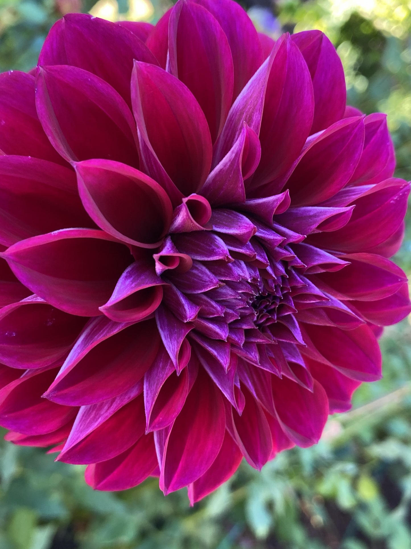 Diva Dahlia Tuber