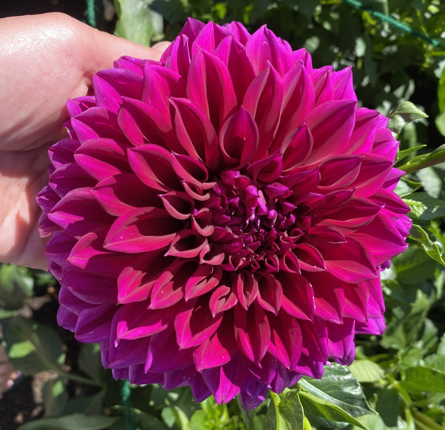 Diva Dahlia Tuber
