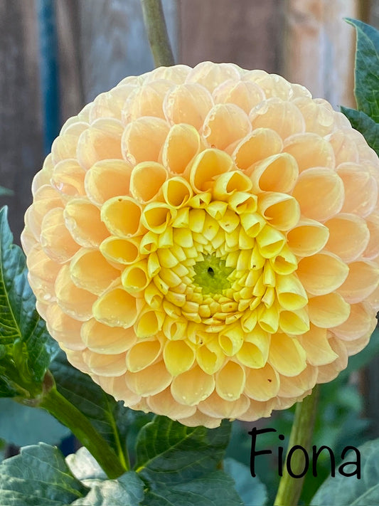 Fiona Dahlia Tuber