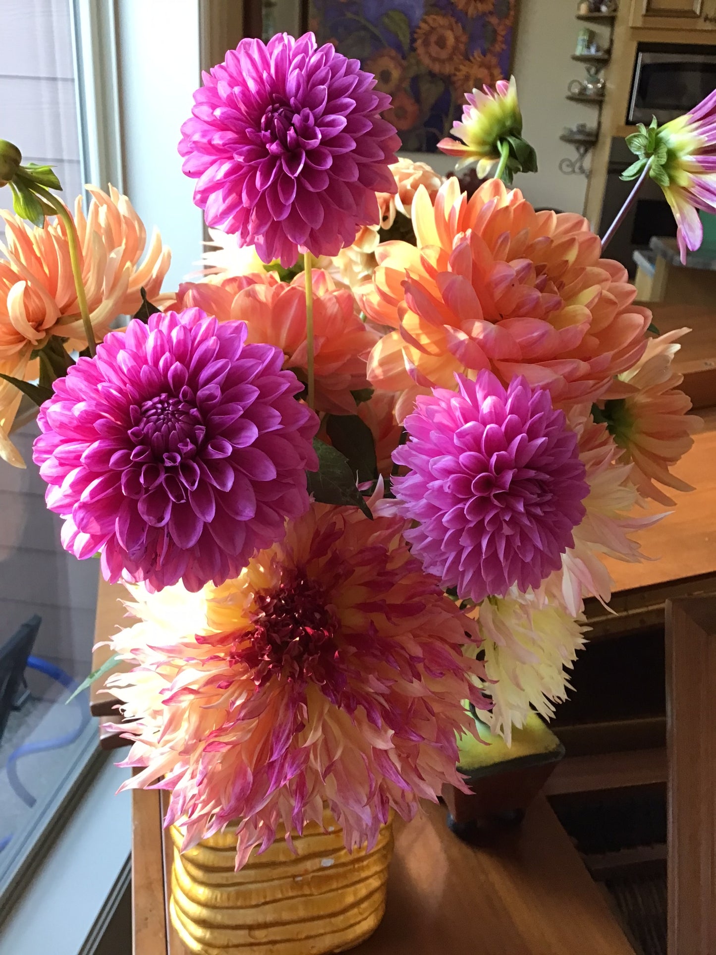 Hollyhill Bill M. Dahlia Tuber