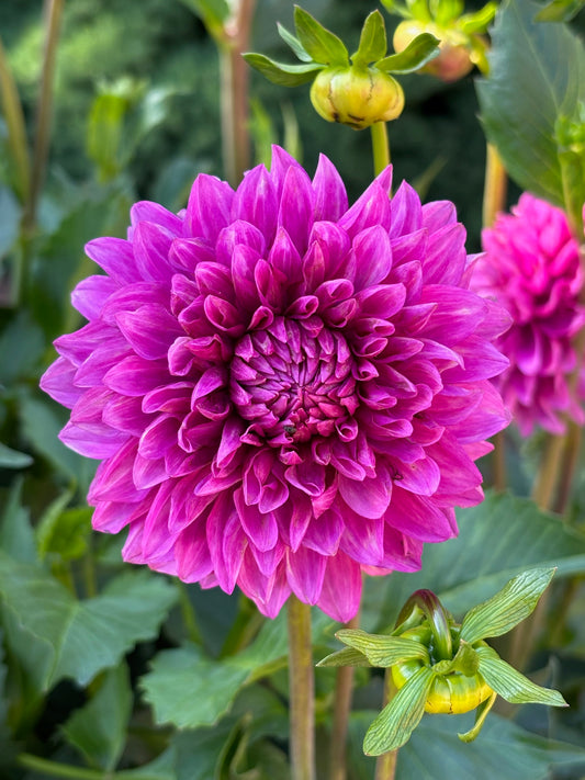 Hollyhill Bill M. Dahlia Tuber