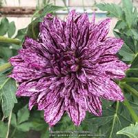 Hollyhill Bewitched Dahlia Tuber