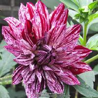 Hollyhill Bewitched Dahlia Tuber