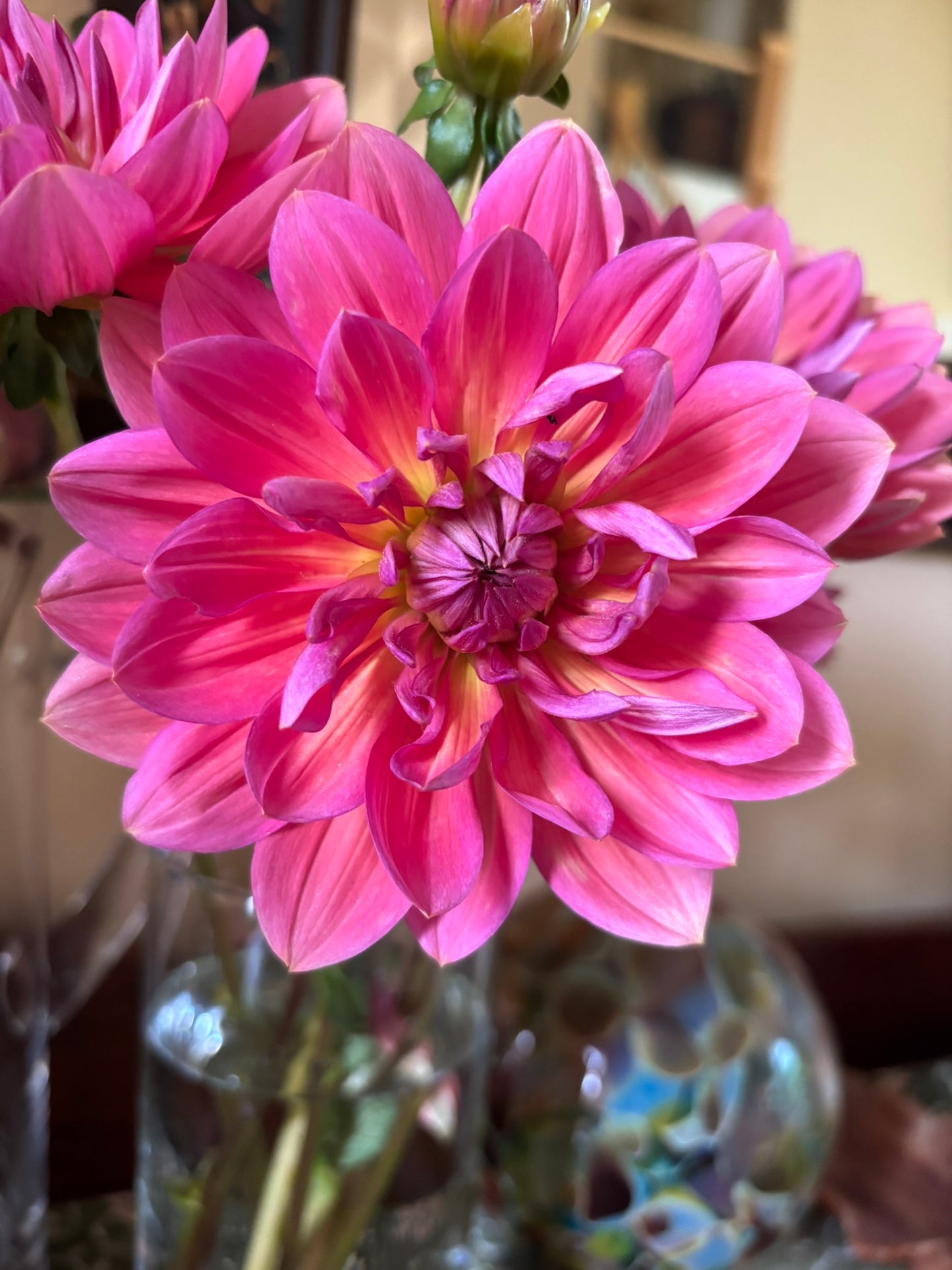 Hollyhill Daydream Dahlia Tuber