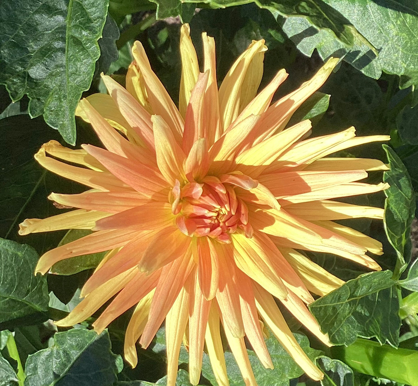 Hollyhill Jitterbug Dahlia Tuber