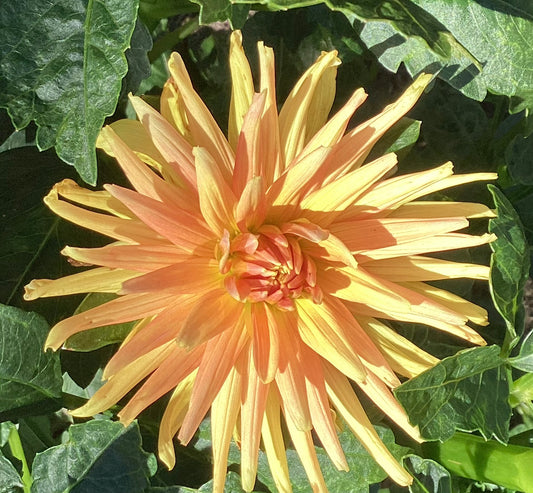 Hollyhill Jitterbug Dahlia Tuber