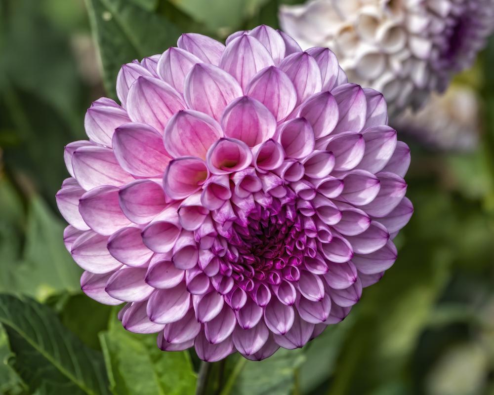 Hilltop Glo Dahlia Tuber