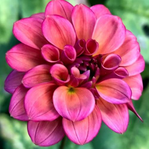 Ice Tea Dahlia Tuber