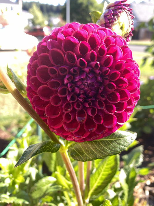 Ivanetti Dahlia Tuber