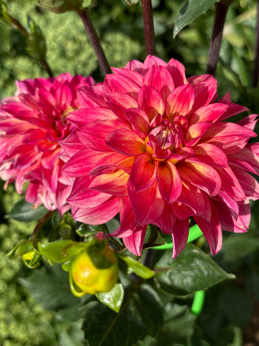 Jayleene G. Dahlia Tuber