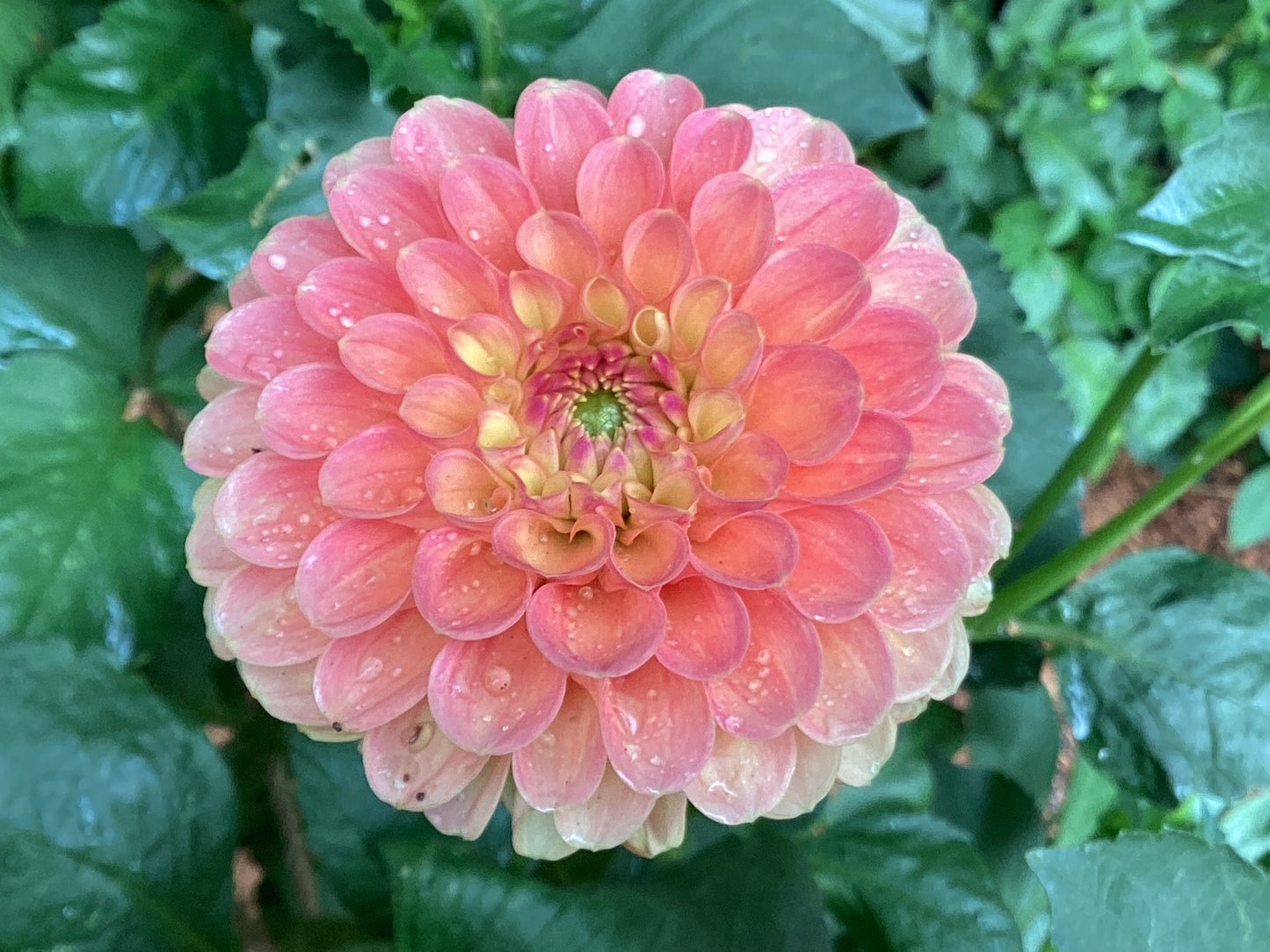 Jowey Paula Dahlia Tuber