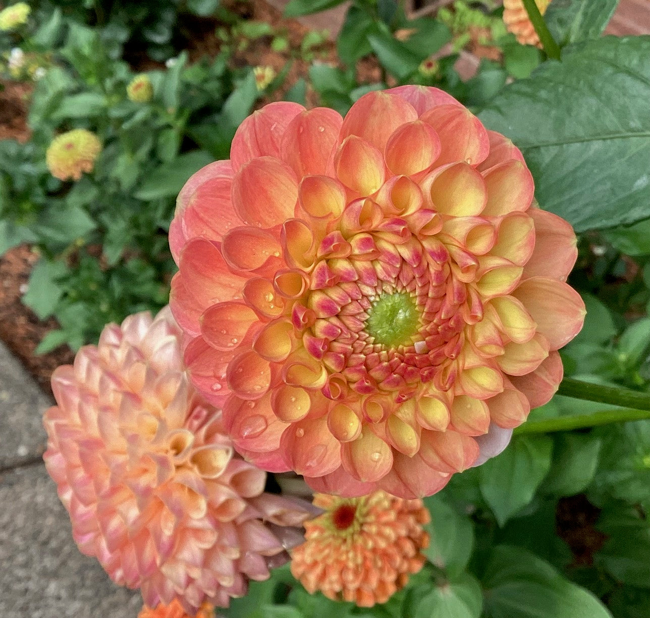 Jowey Paula Dahlia Tuber