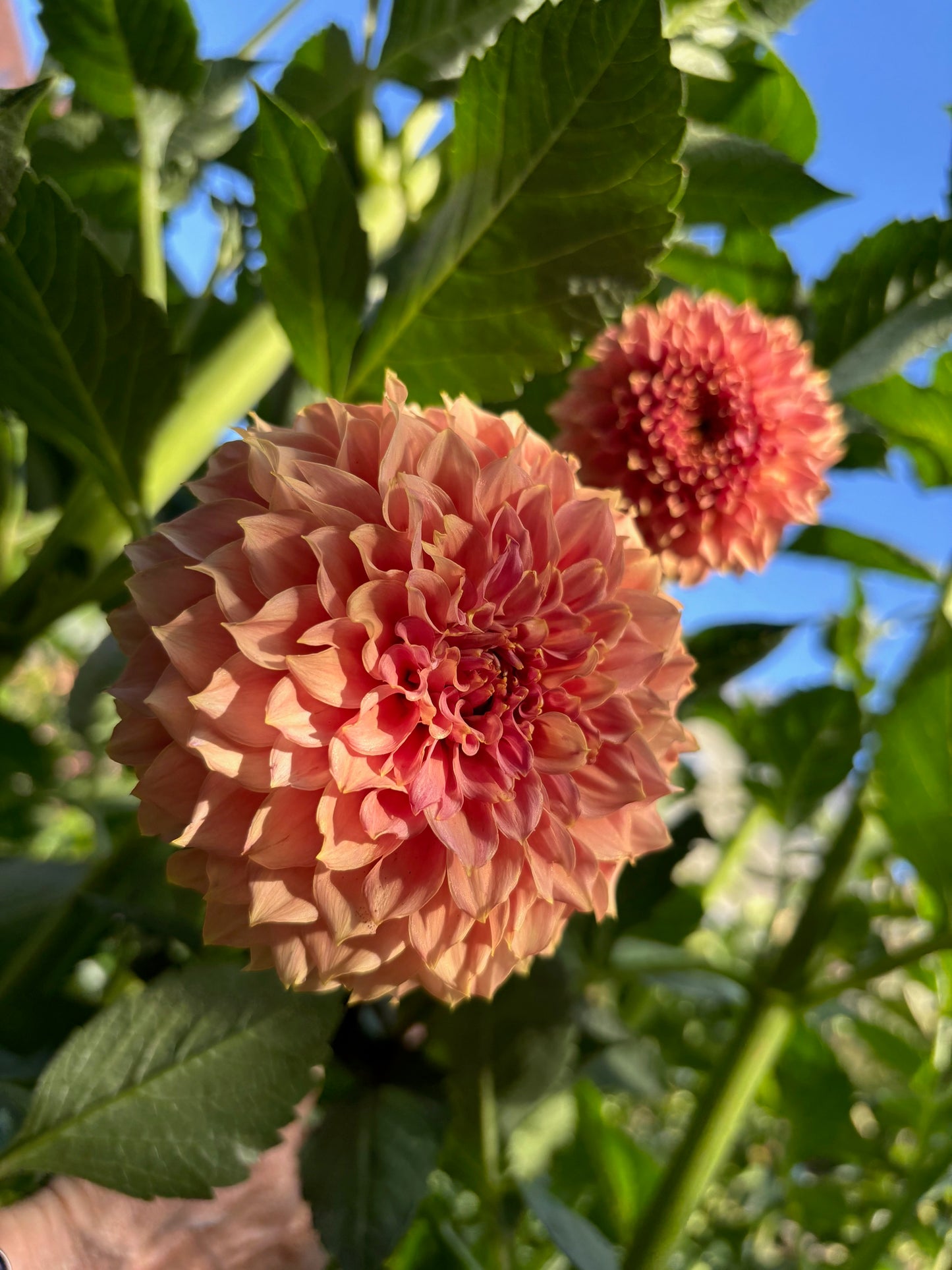 Coral Sea Dahlia Tuber