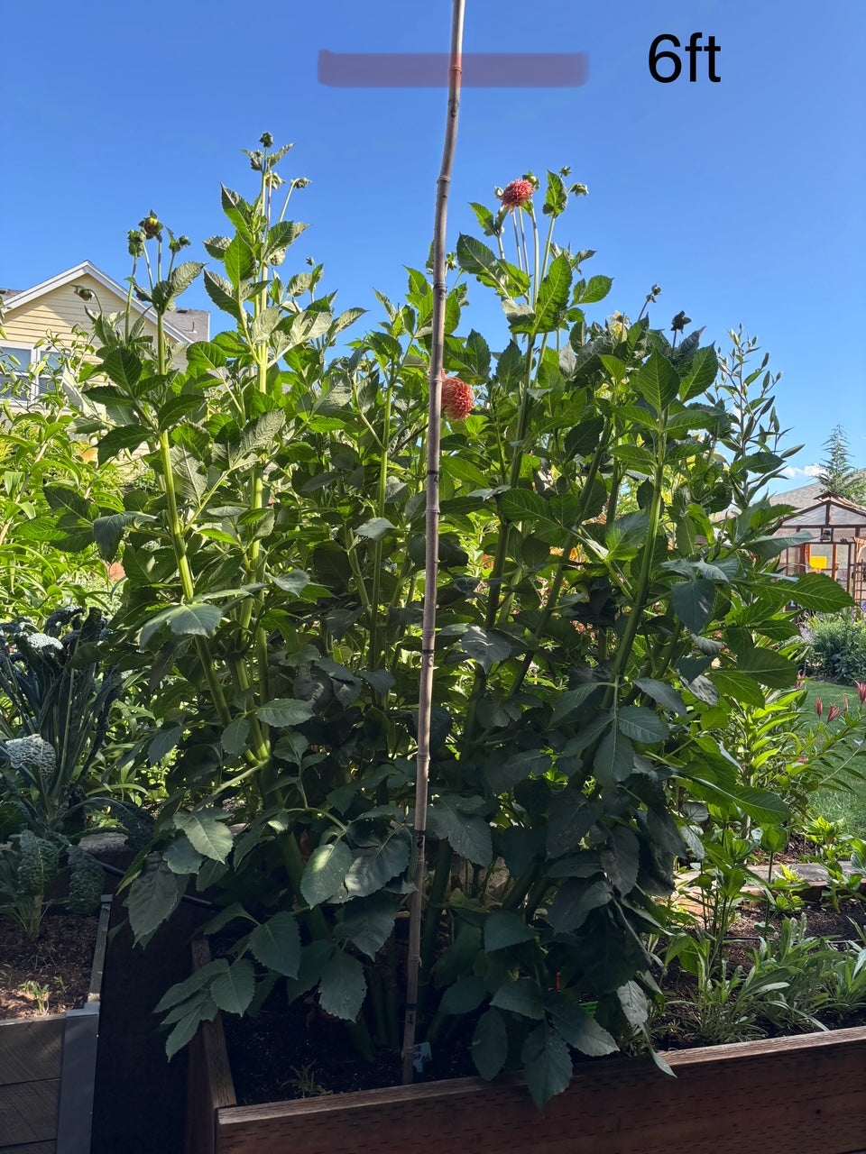 Coral Sea Dahlia Tuber