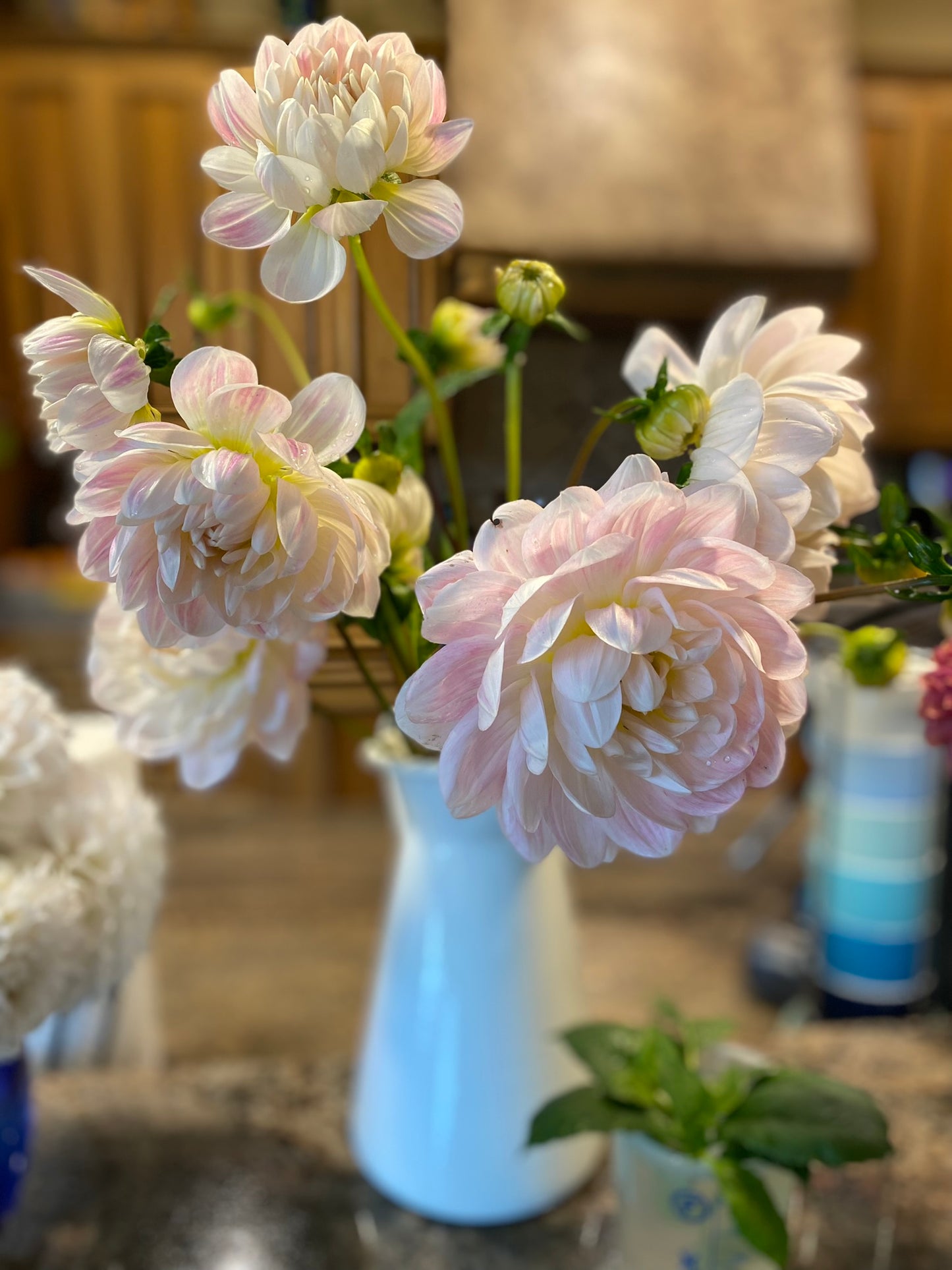 Kelgai Ann Dahlia Tuber