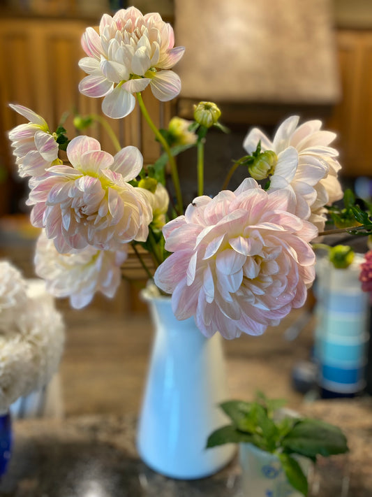 Kelgai Ann Dahlia Tuber