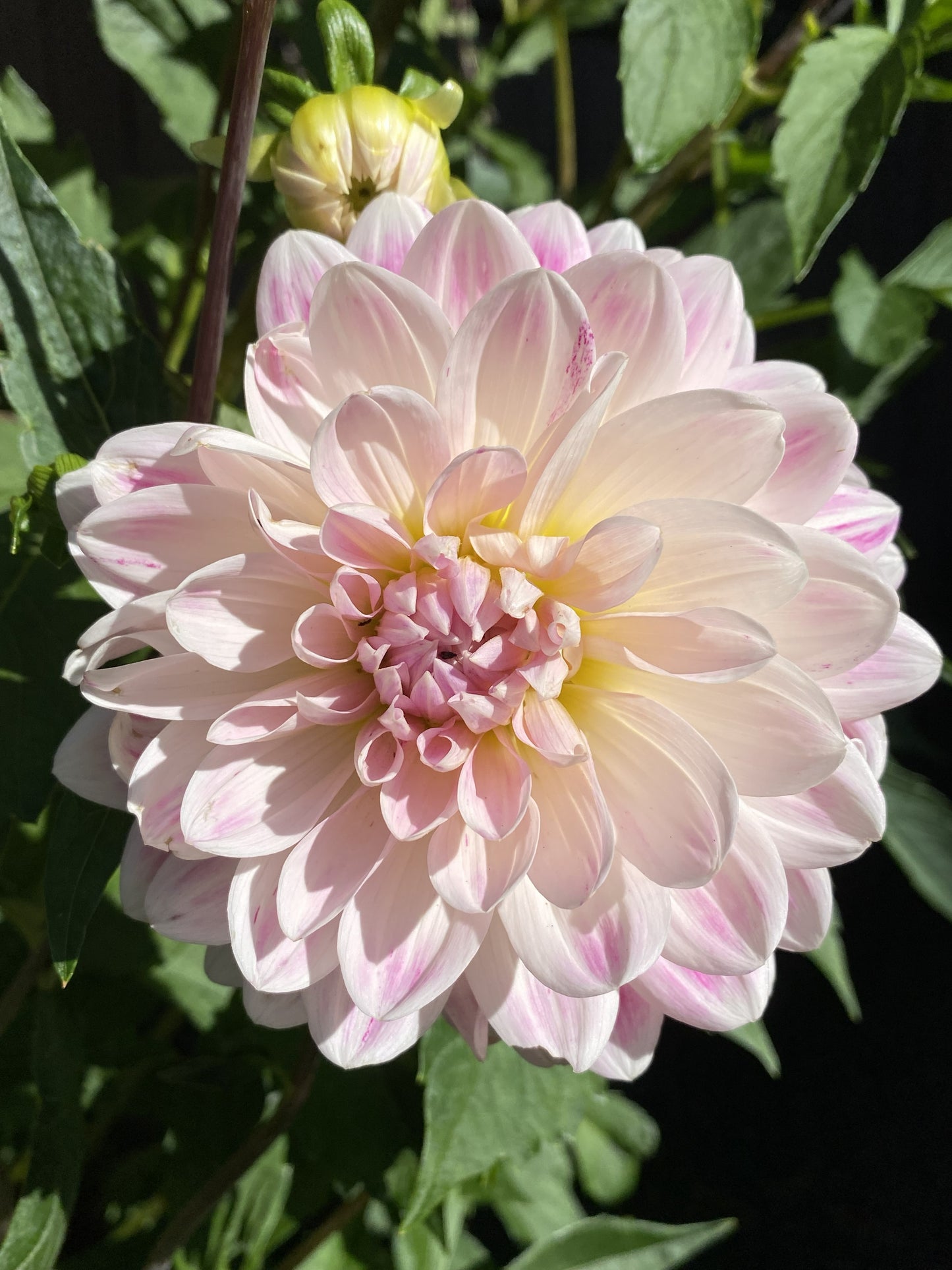 Kelgai Ann Dahlia Tuber