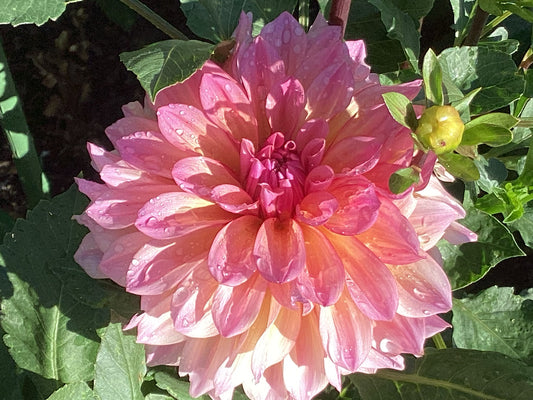 Lahaina Love Dahlia Tuber